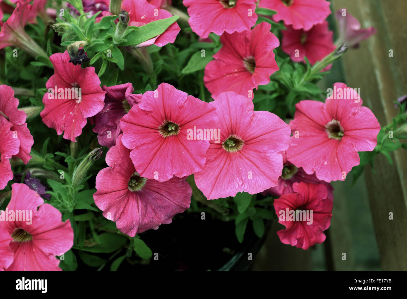 Petunia hot hi-res stock photography and images - Alamy