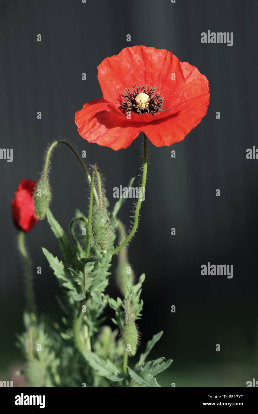 Close up of blooming Poppy Flanders Red Stock Photo