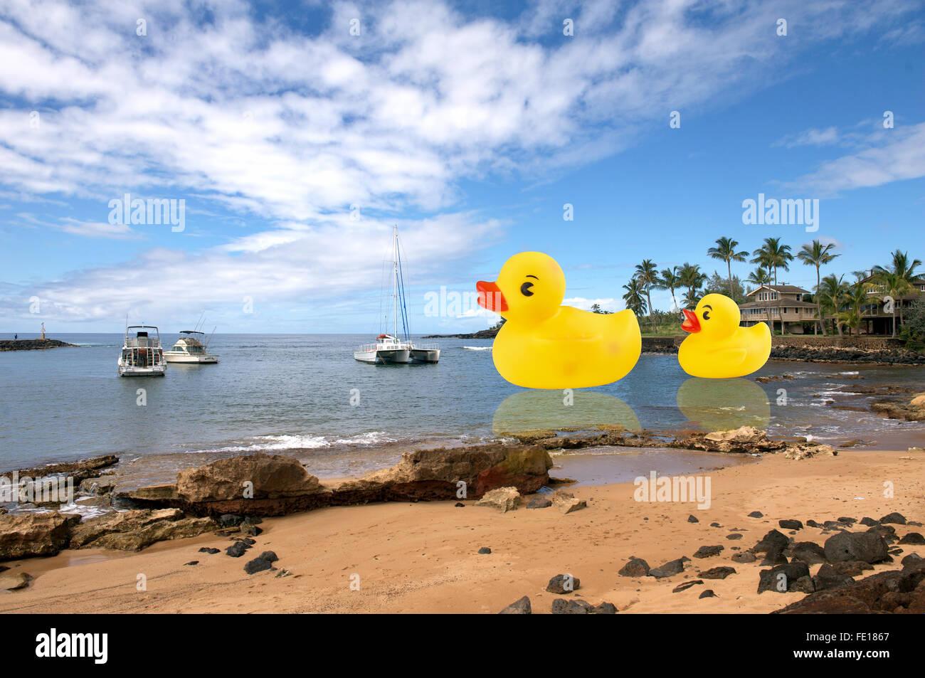 Rubber ducks swimming in ocean in Hawaii. Stock Photo