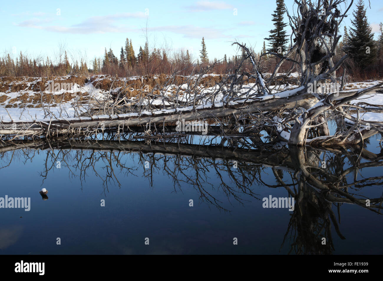 Calm reflection in the warm stream under Mount Yamnuska (Alberta, Canada) Stock Photo