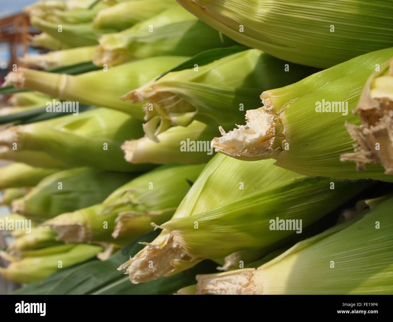 Fresh corn cobbs in husks stacked in a roadside display at a local farmer's market. Stock Photo