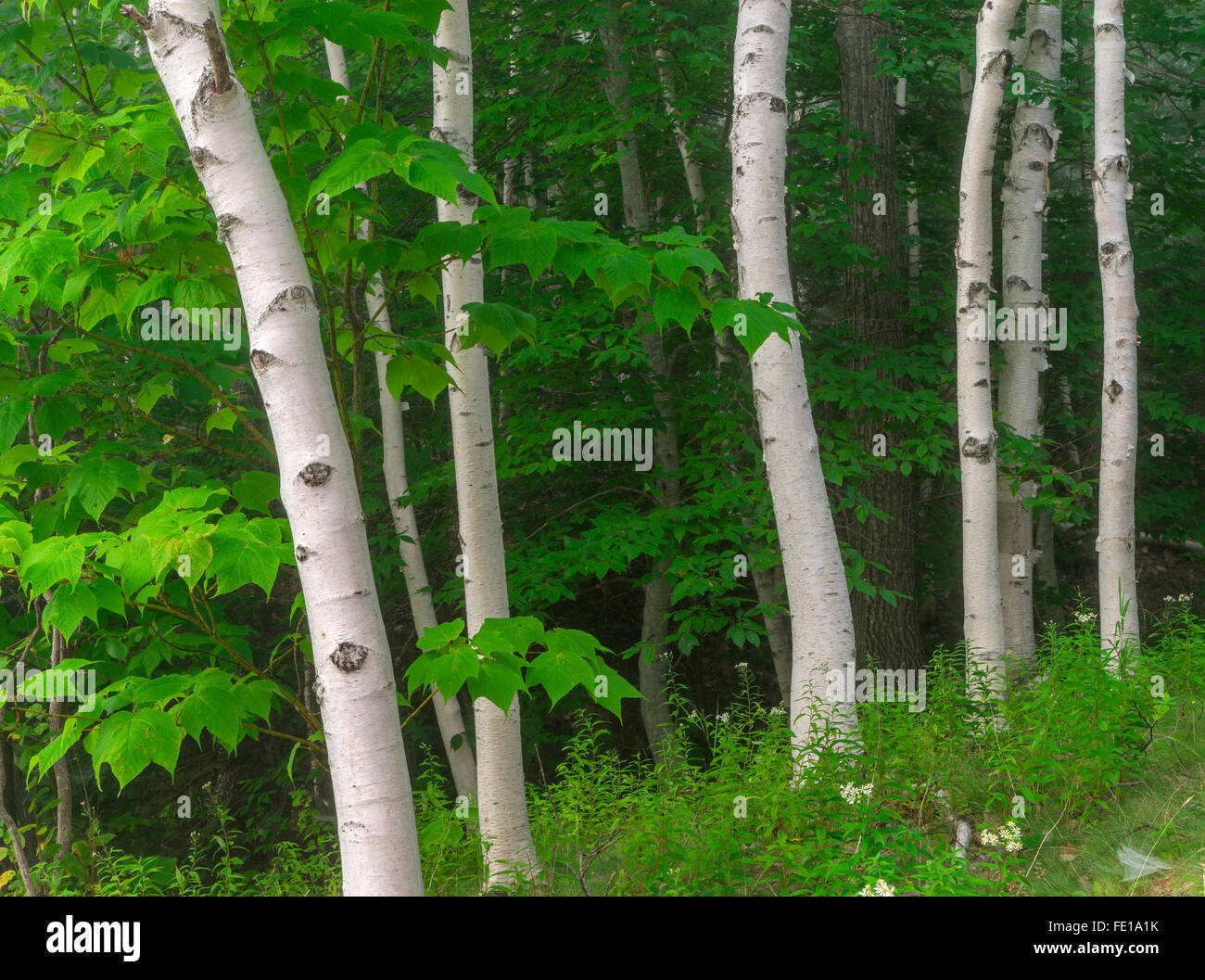 White birch tree maple leaves hi-res stock photography and images - Alamy
