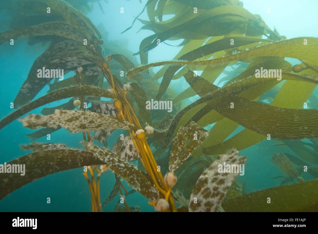 Seaweed kelp at California underwater kelp forest reef Stock Photo Alamy