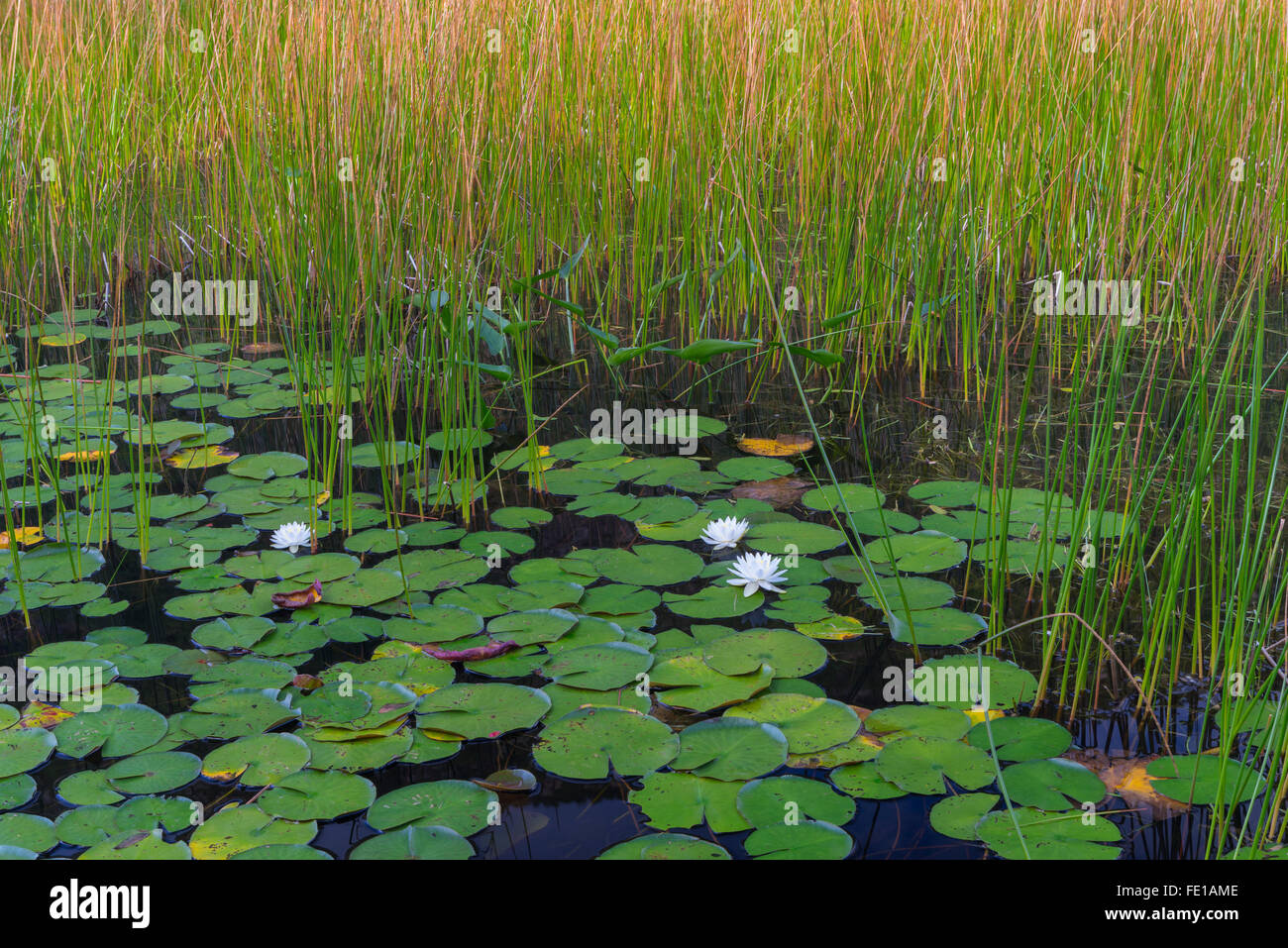 Acadia Naional Park, Maine: Wetland marsh with lily pads and sedges Stock Photo