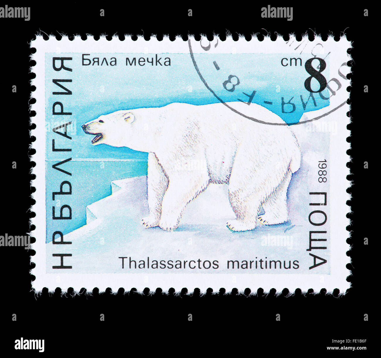 Postage stamp from Bulgaria depicting a  polar bear (Ursus maritimus) on an ice floe. Stock Photo