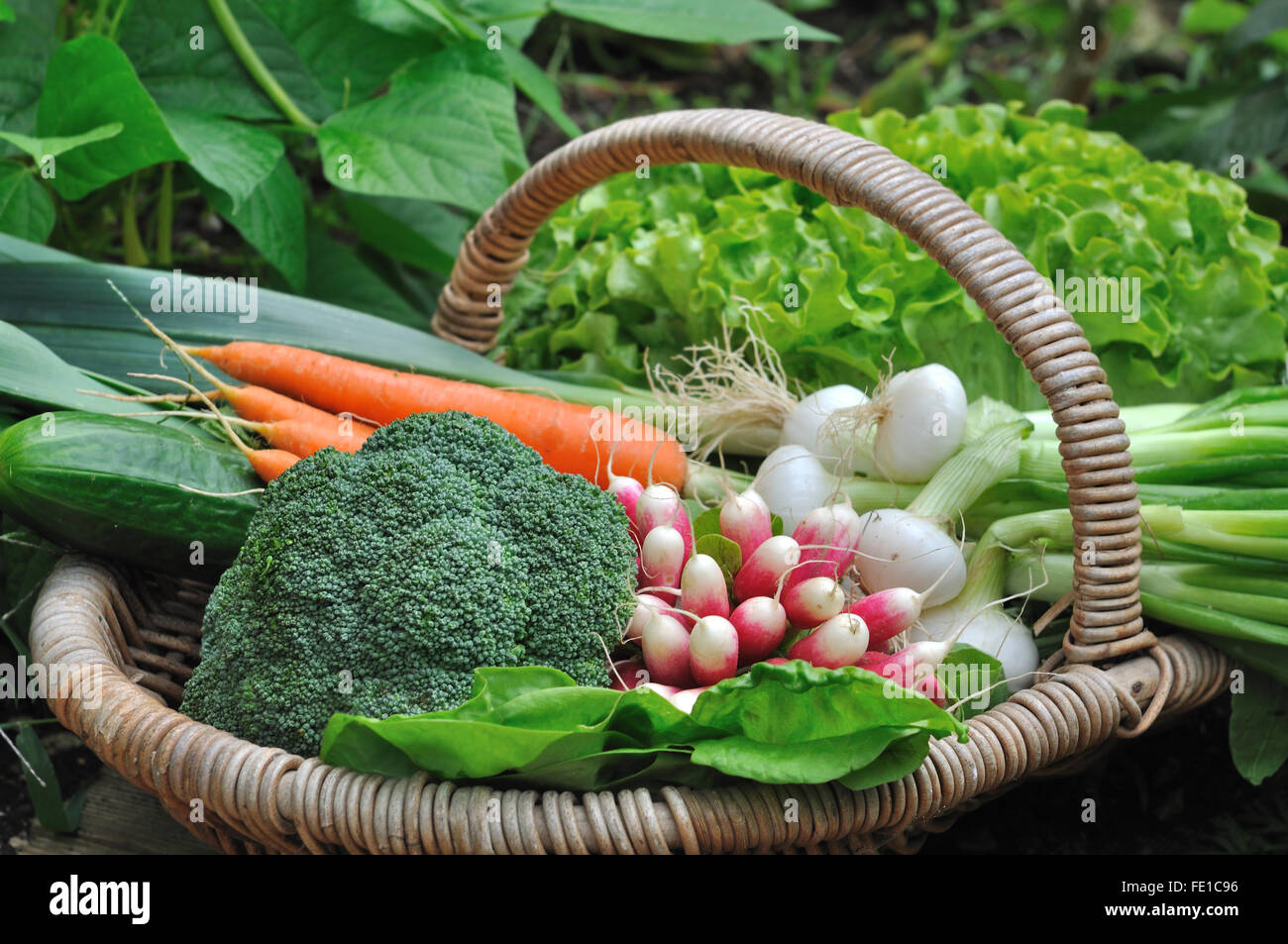 close on full vegetable basket in garden Stock Photo Alamy