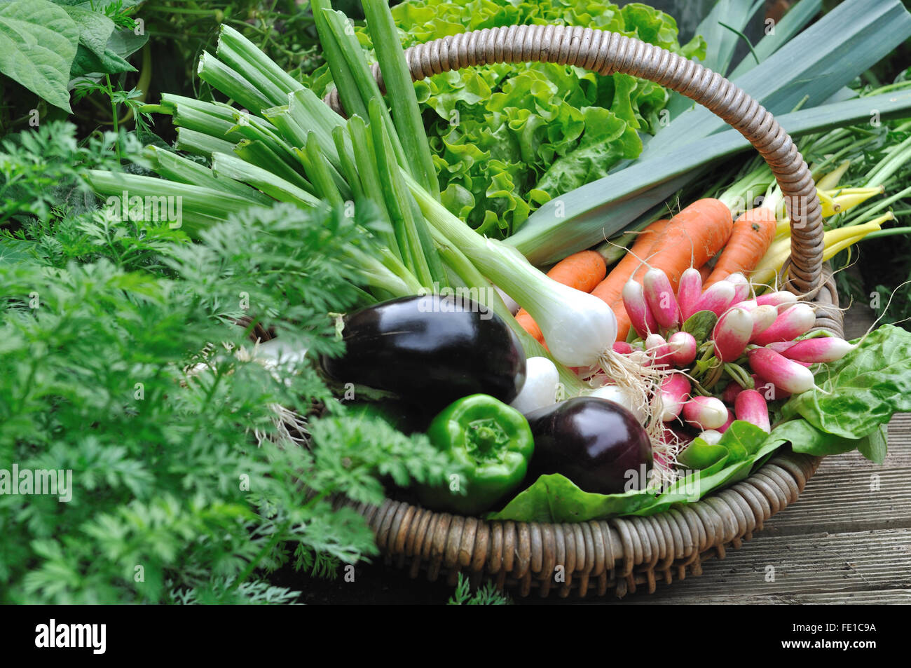 full basket with fresh vegetables from garden Stock Photo Alamy