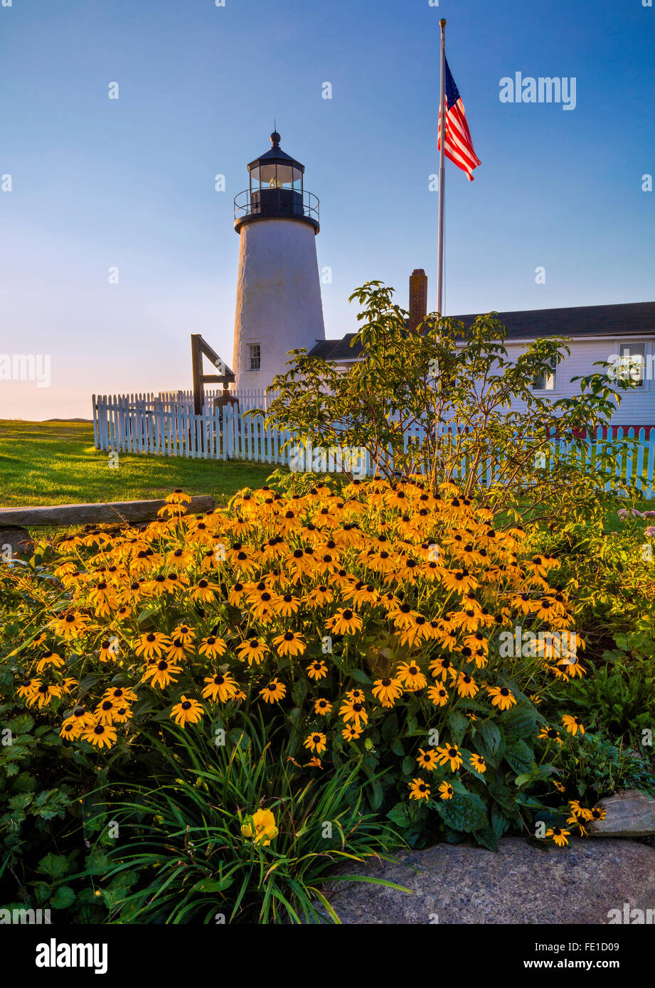 Lincoln County, ME: Rudbeckia (Black-eyed Susans) blooms in a small garden on the grounds of Pemaquid Point Lighthouse (1835) Stock Photo