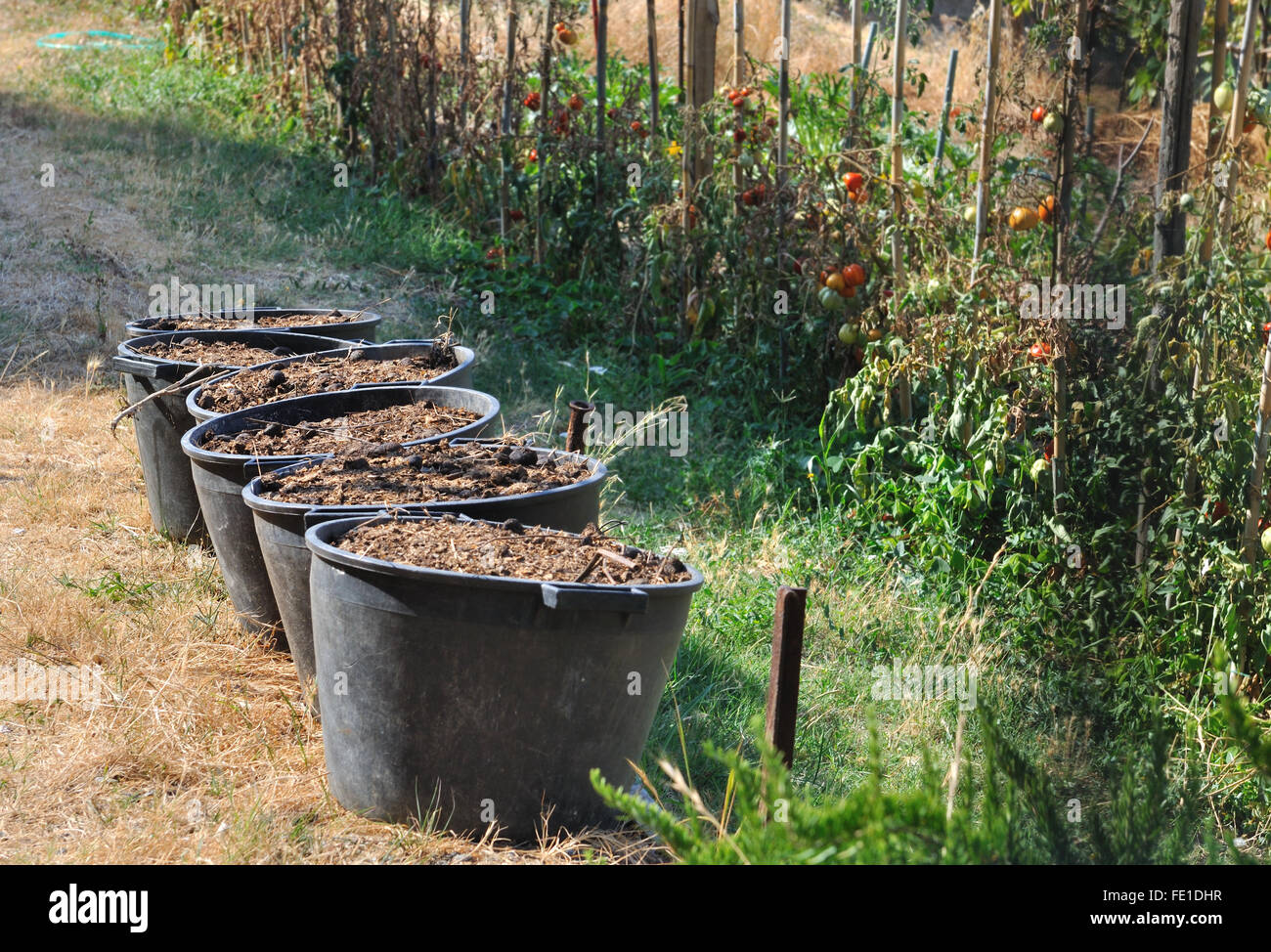 buckets of animal origin  fertilizer in garden Stock Photo