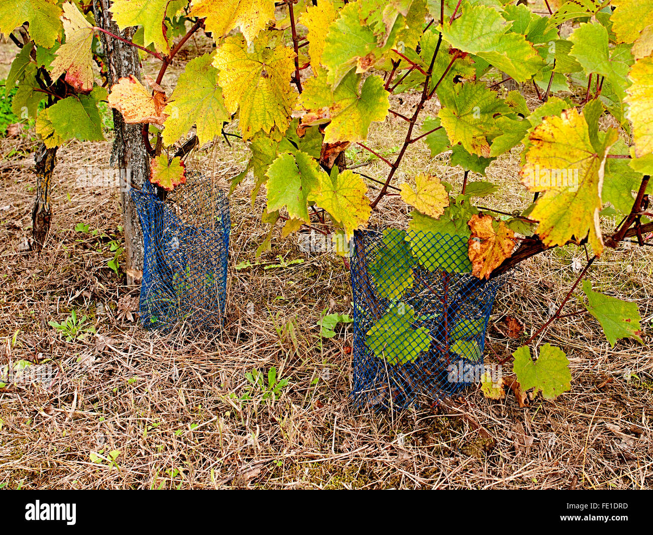 Grape vine protection plastic netting - France Stock Photo - Alamy