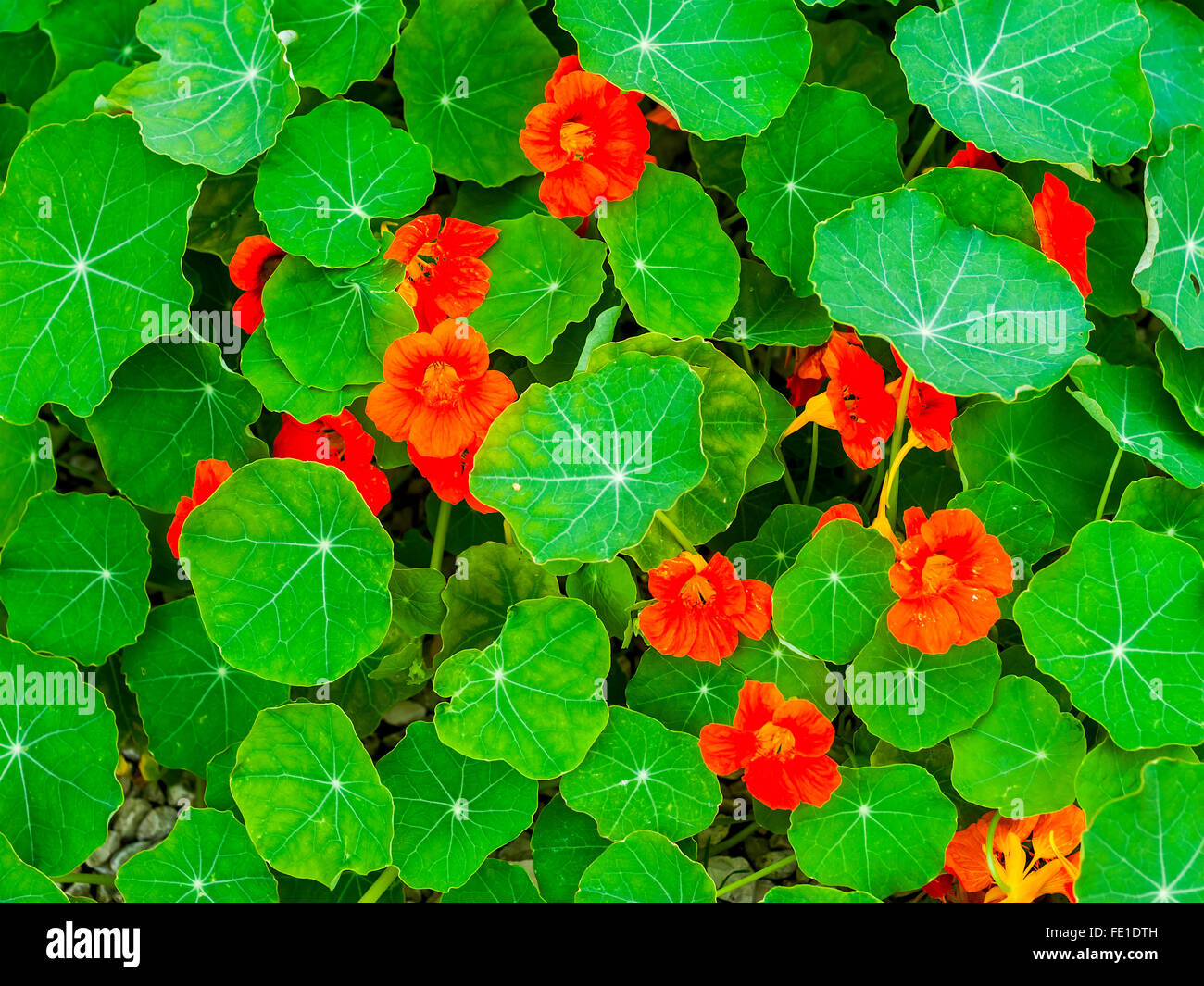 Nasturtium plants and flowers hires stock photography and images Alamy