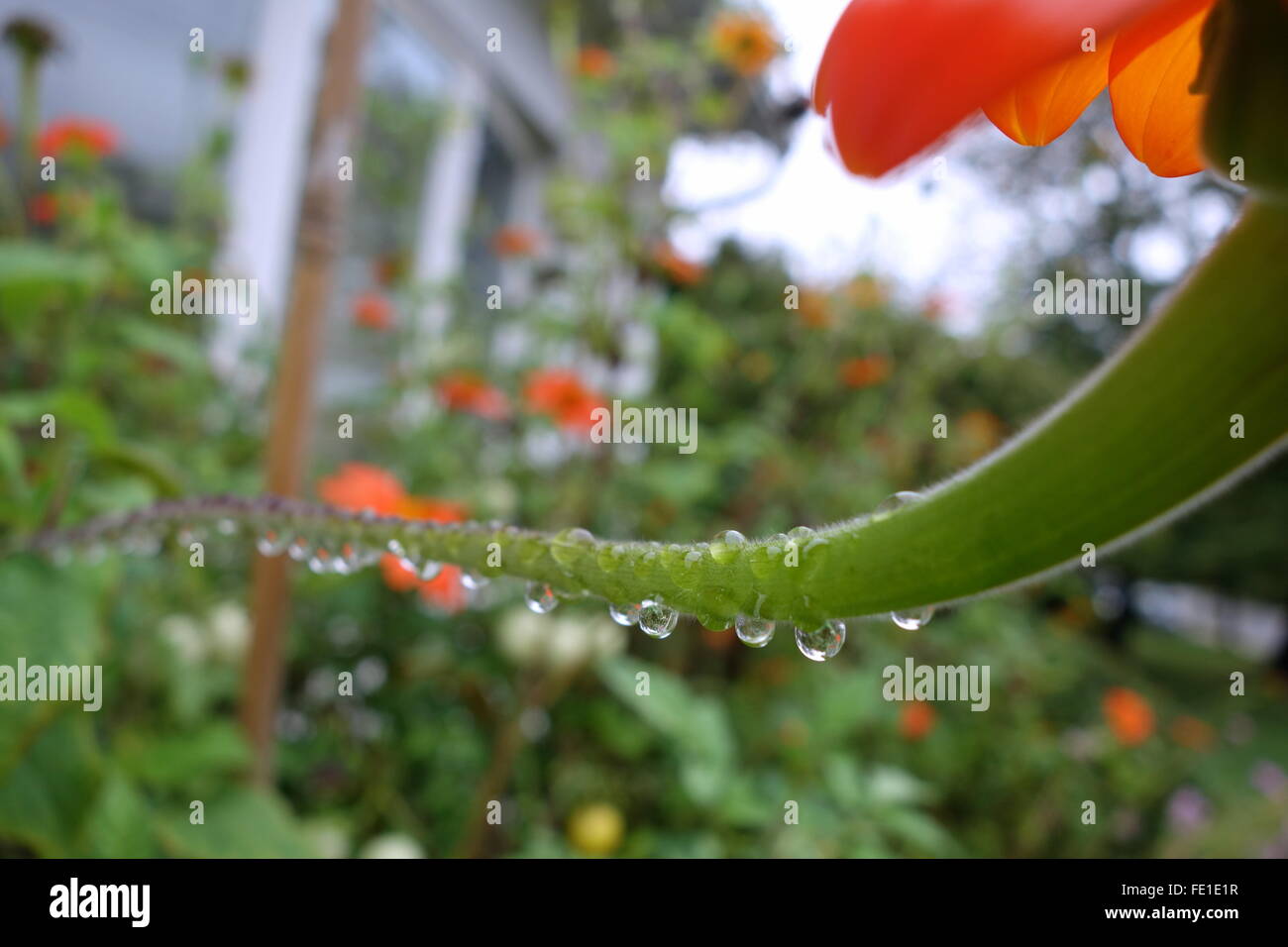 Raindrops on the stem of a Mexican Sunflower (Red Torch) Stock Photo