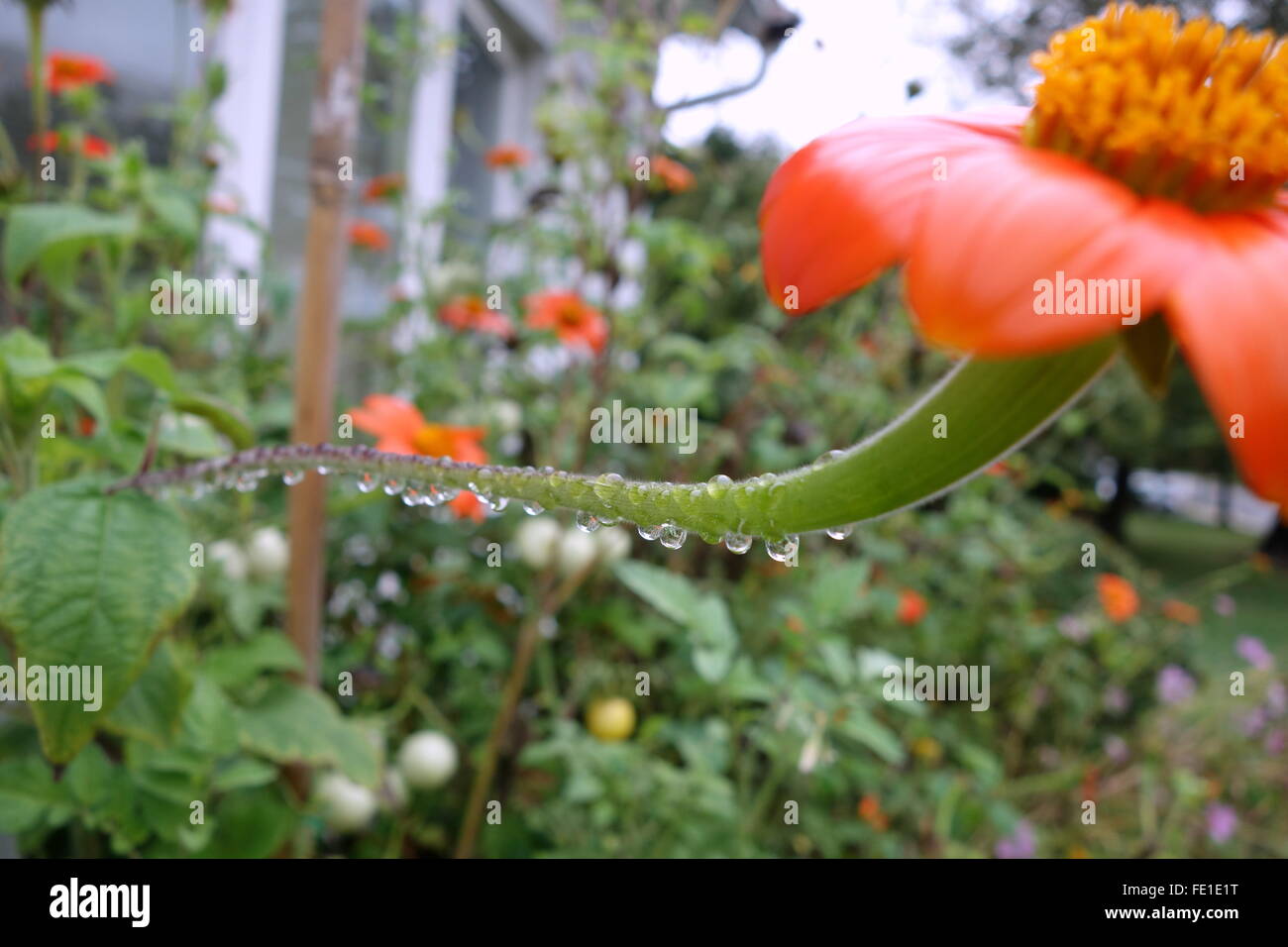 Raindrops on the stem of a Mexican Sunflower (Red Torch) Stock Photo