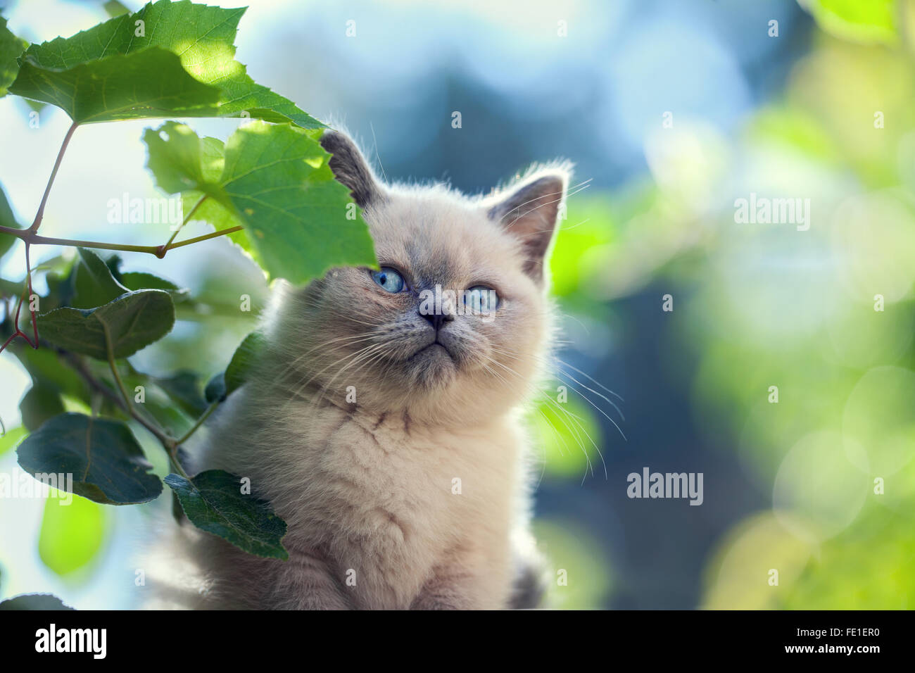 Portrait of little kitten walking in the garden Stock Photo - Alamy