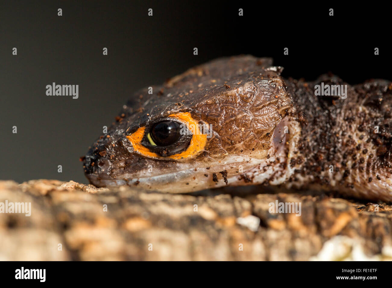 Closeup of the head of a red eyed crocodile skink, Tribolonotus gracilis Stock Photo