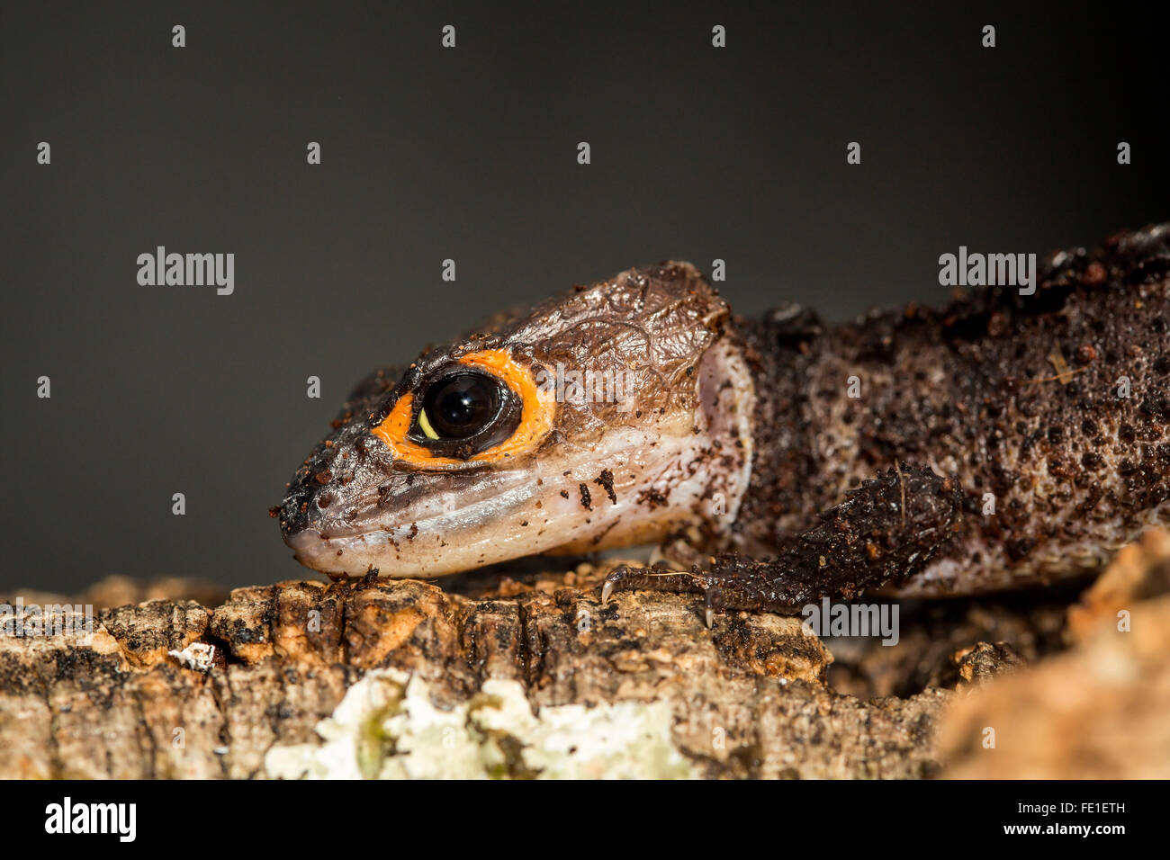 Lateral view of the head of a red eyed crocodile skink, Tribolonotus gracilis Stock Photo