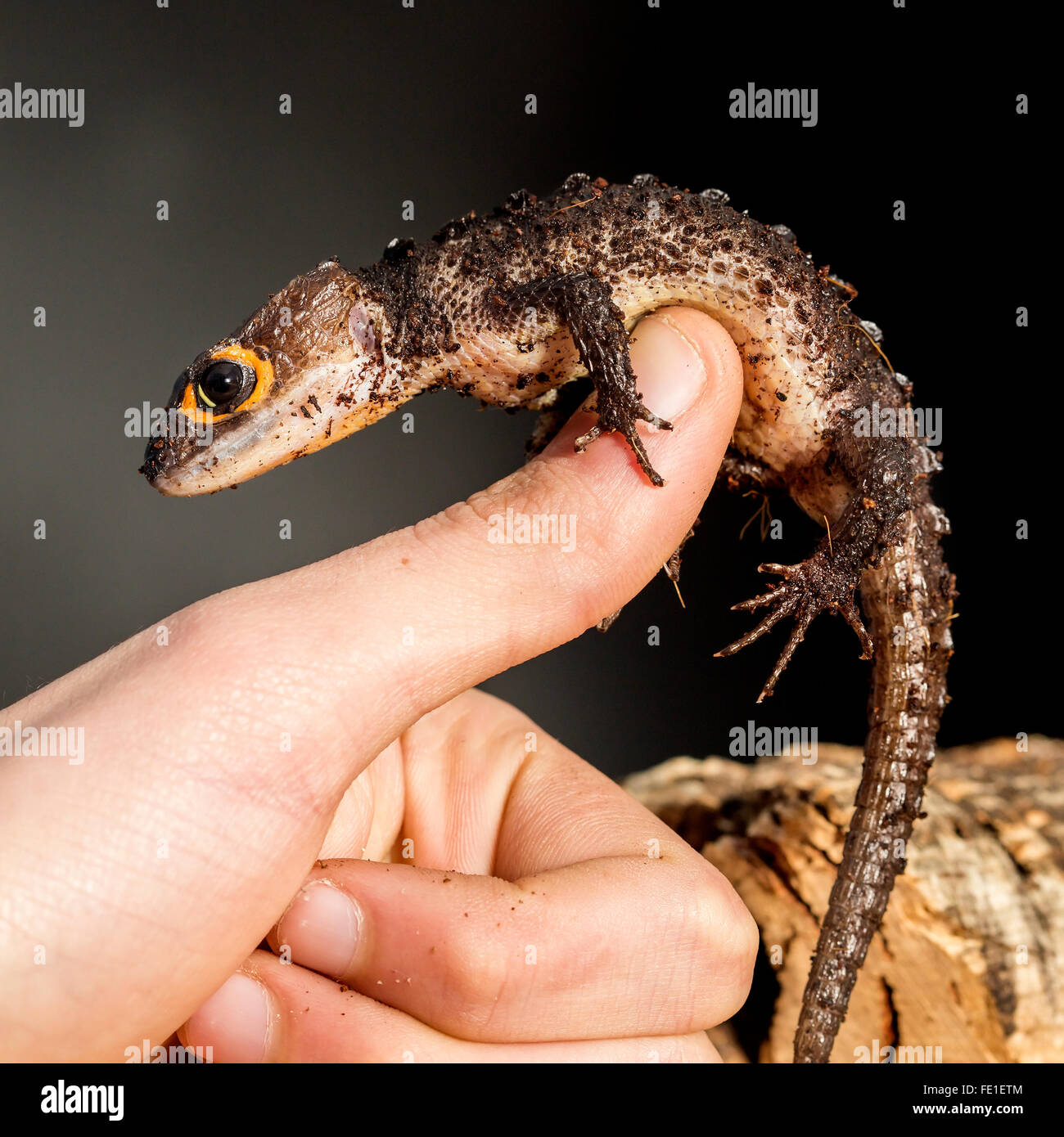 Red eyed crocodile skink, Tribolonotus gracilis, climbing the finger of a man Stock Photo