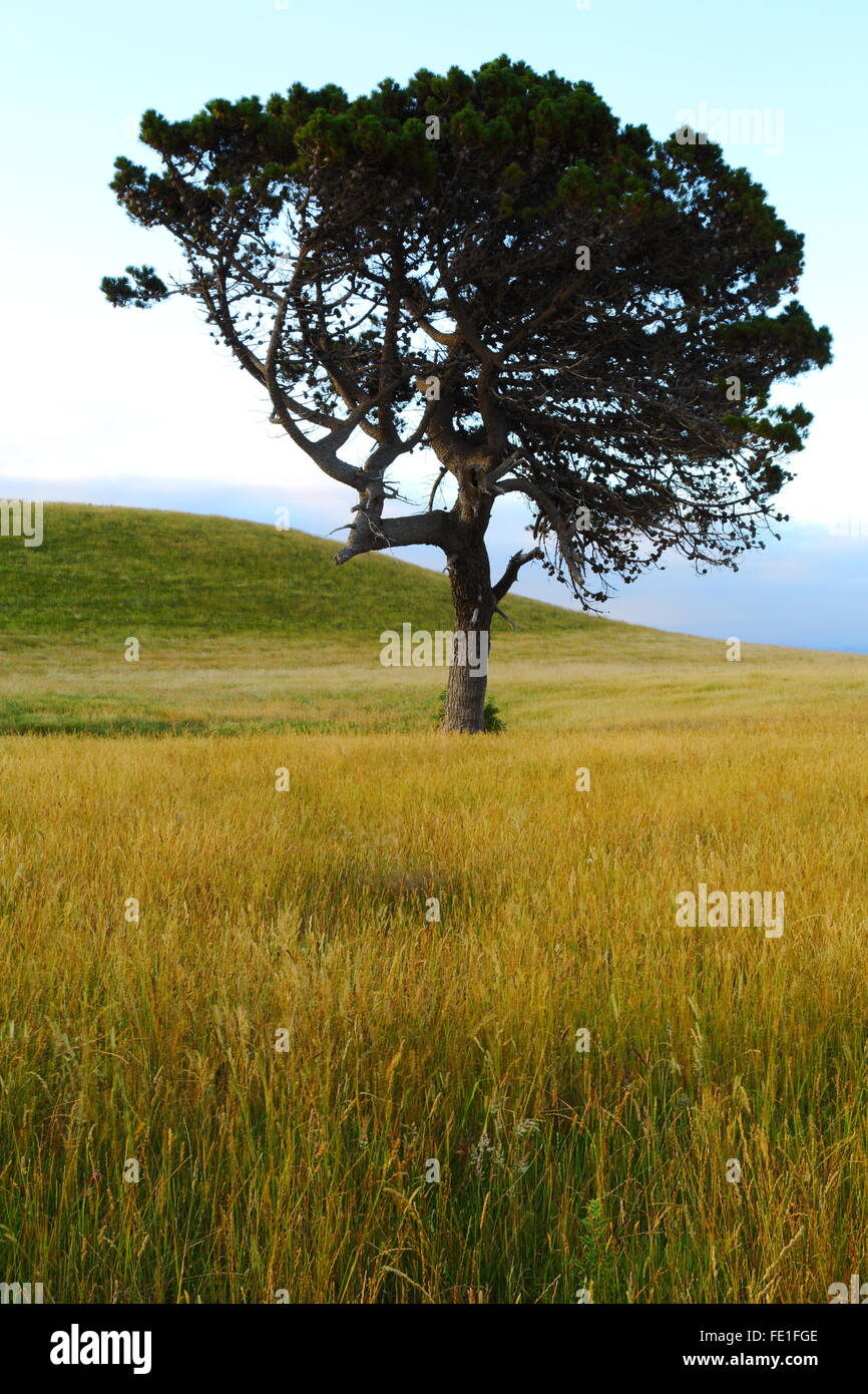 A lone tree in a meadow of tall golden and green grass at Kaikoura, New Zealand. Stock Photo