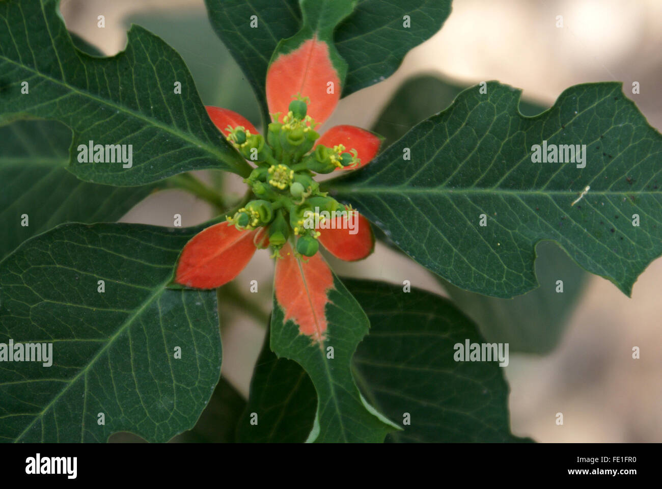 Euphorbia cyathophora, Wild Poinsettia, herbaceous plant with red leaves especially in basal part, surrounding cyathia infl Stock Photo