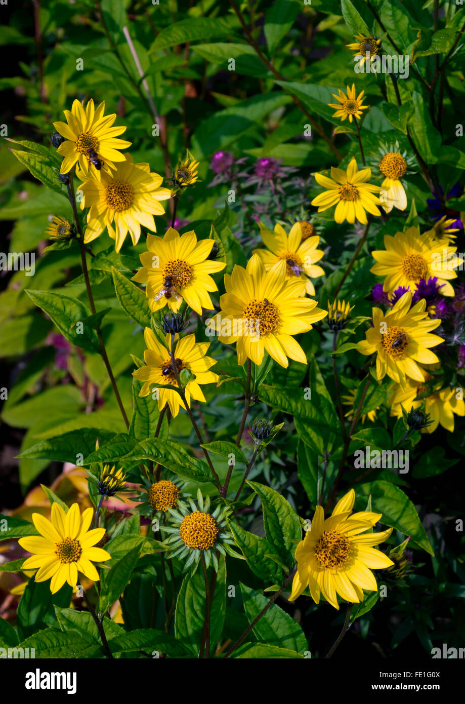 Bees collecting pollen from yellow flowers in a garden in late summer Stock Photo