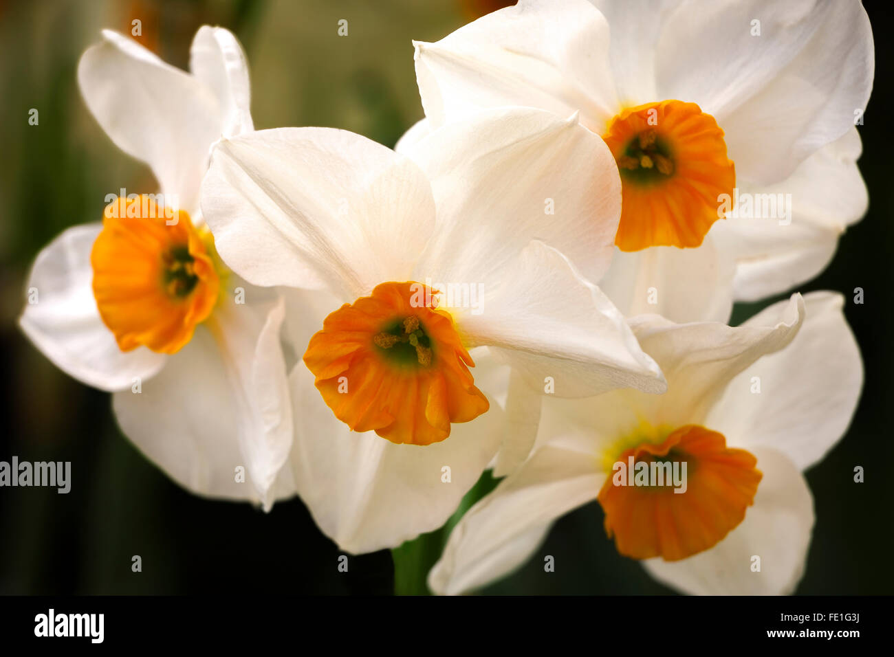 Vashon, WA: Daffodil 'Geranium' blossom detail Stock Photo