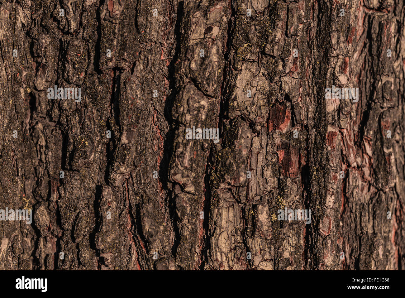 tree bark photo Stock Photo