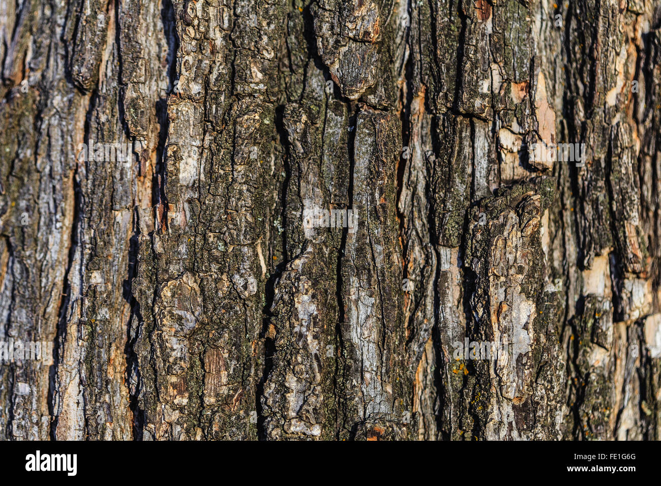 tree bark photo Stock Photo