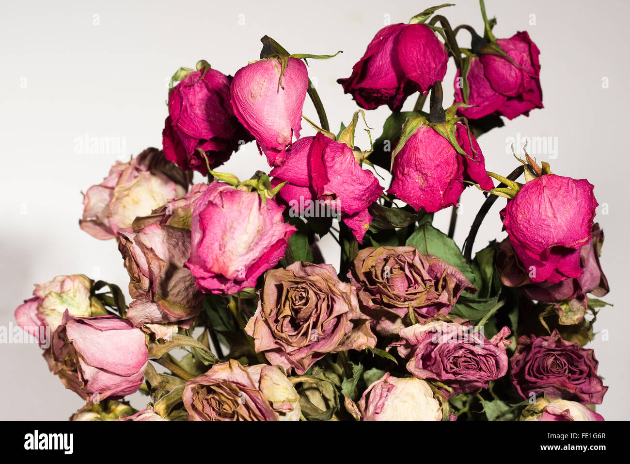 Dead and dried red rose petals and stems Stock Photo Alamy