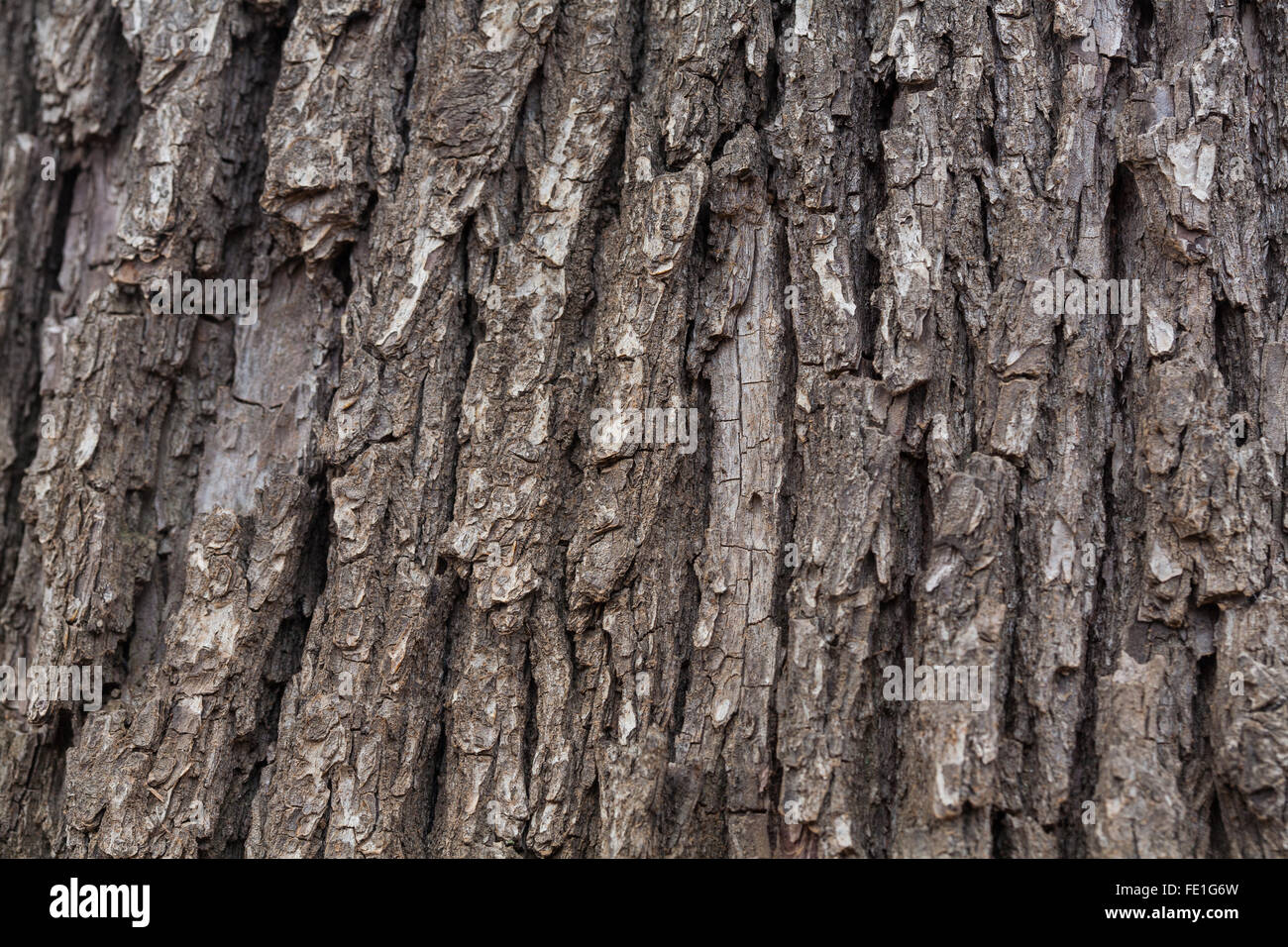 tree bark photo Stock Photo