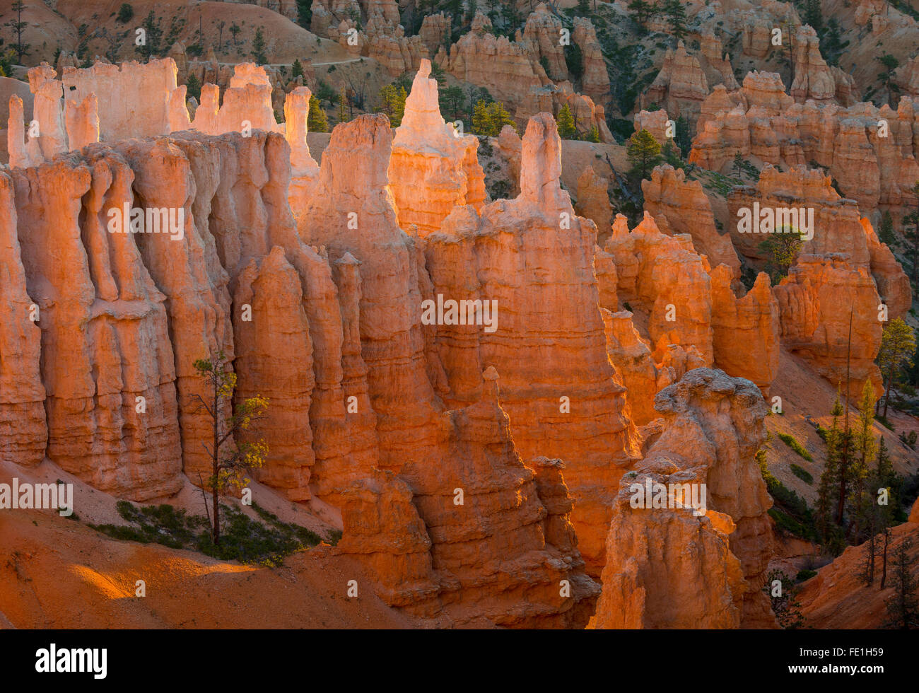 Bryce Canyon National Park, UT: Morning sun in the Bryce Amphitheater backlighting the hoodoos and sandstone pinnacles Stock Photo