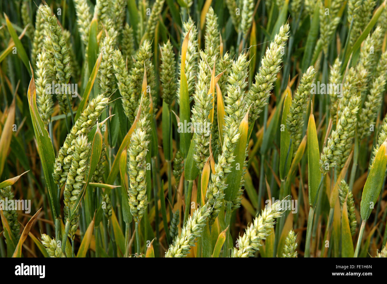 barley vs wheat plant