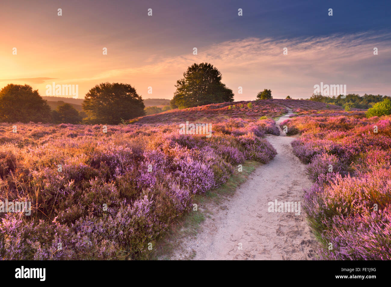A path through endless hills with blooming heather at sunrise. Photographed at the Posbank in The Netherlands. Stock Photo