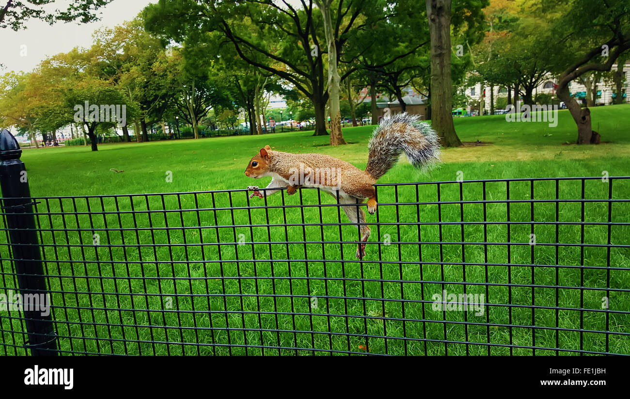 Close up of a red squirrel on a wire fence with a green park background at Boston University Stock Photo