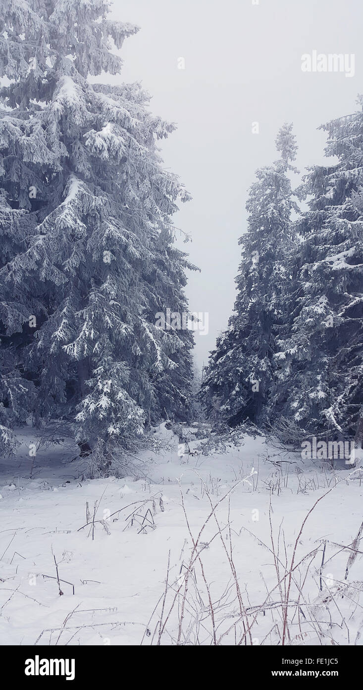 Snow covered fir trees in a foggy day Stock Photo