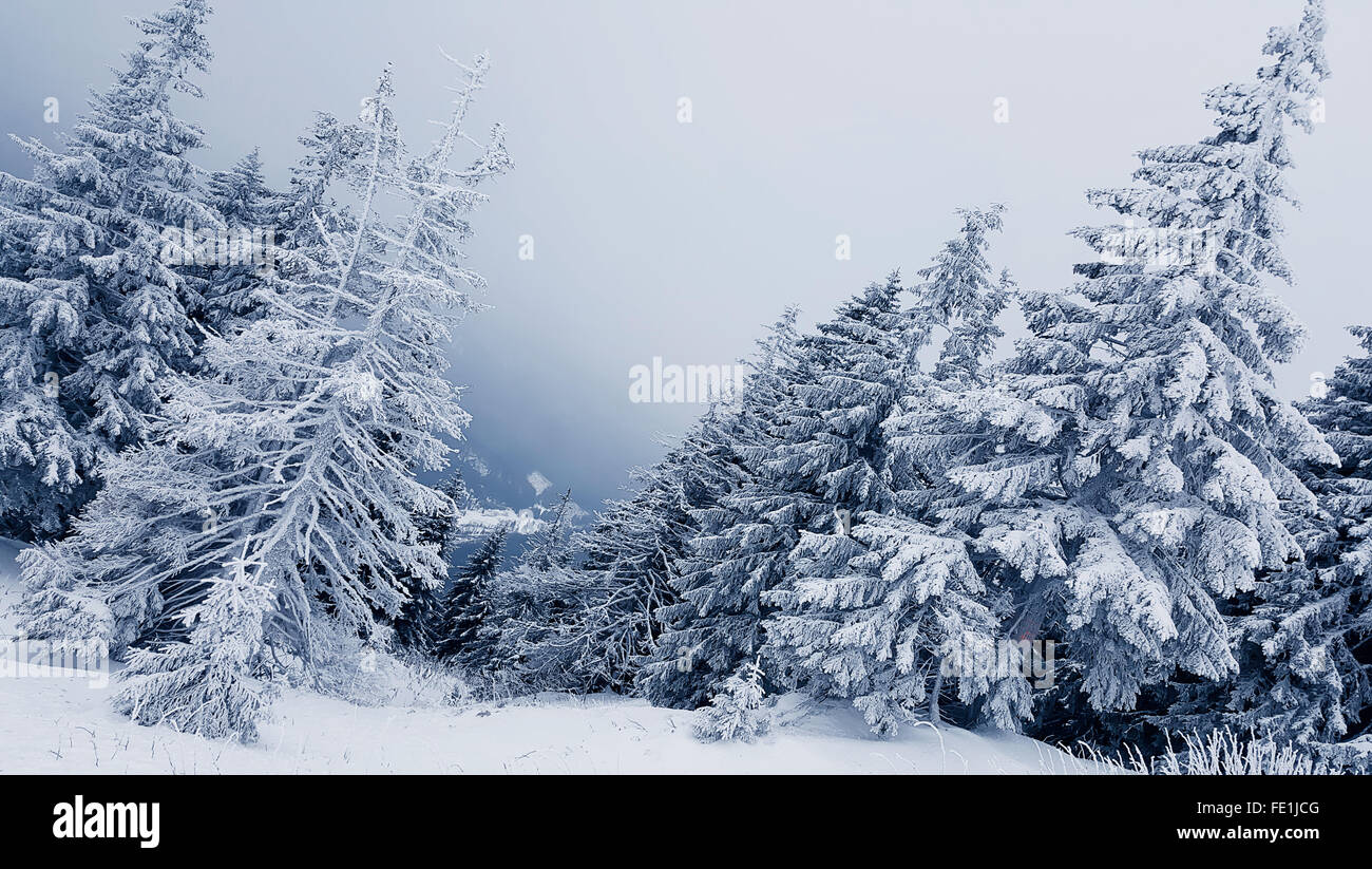 Beautiful winter landscape tree hi-res stock photography and images - Alamy