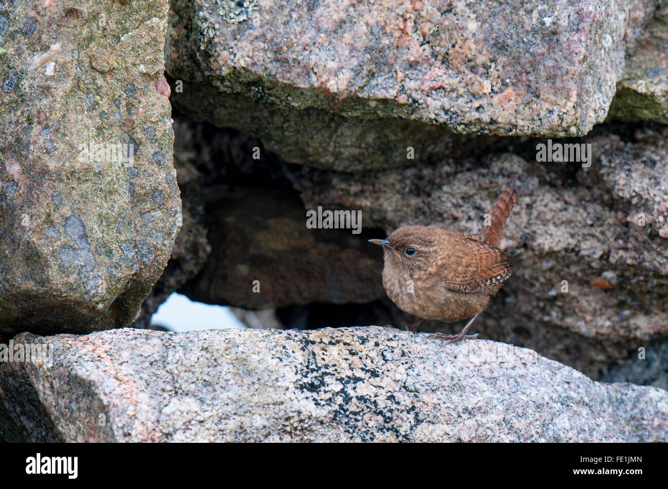 Wren (Troglodytes troglodytes) adult on a dry-stone wall at Cape Wrath, Sutherland, Scotland. August. Stock Photo