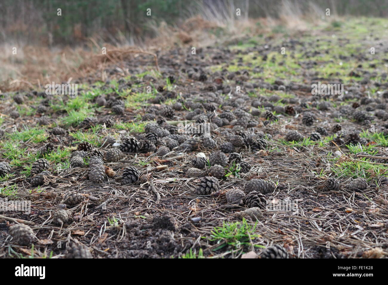 Pine cones litter the ground near Sunningdale, Surrey, UK Stock Photo