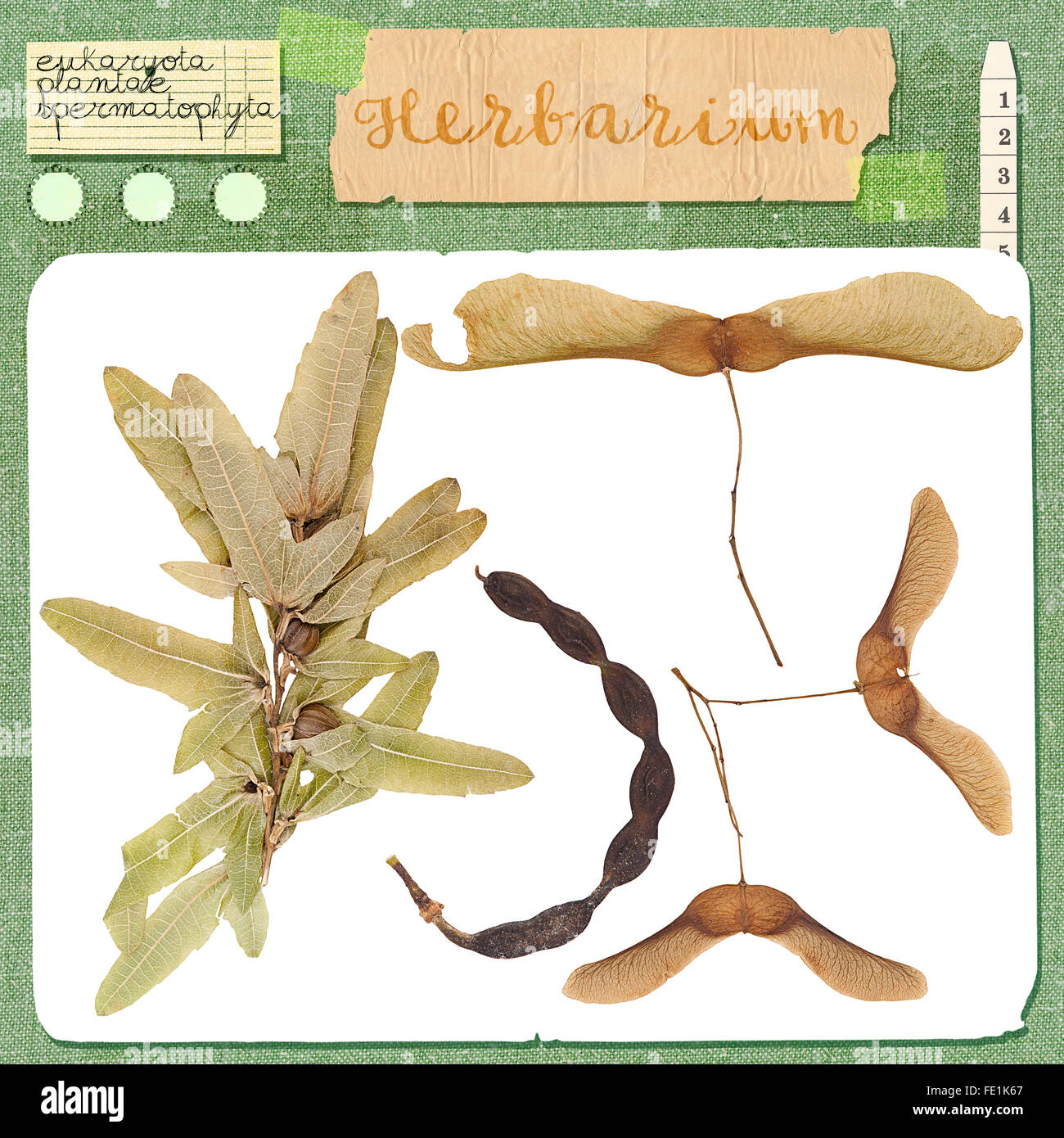 Pressed dried herbarium of various plants, isolated Stock Photo