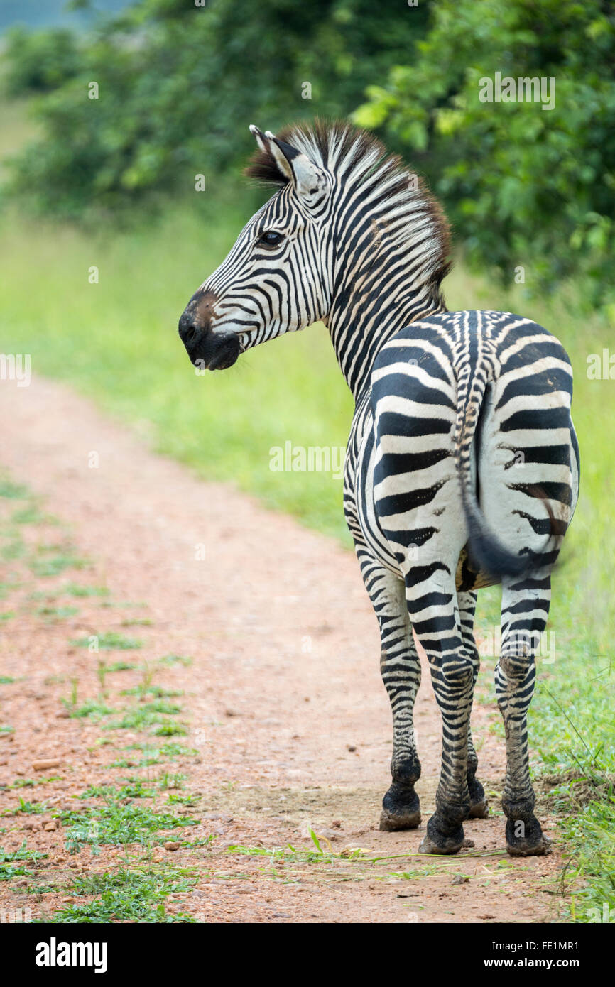 Plains Zebra, South Luangwa National Park, Zambia, Africa Stock Photo