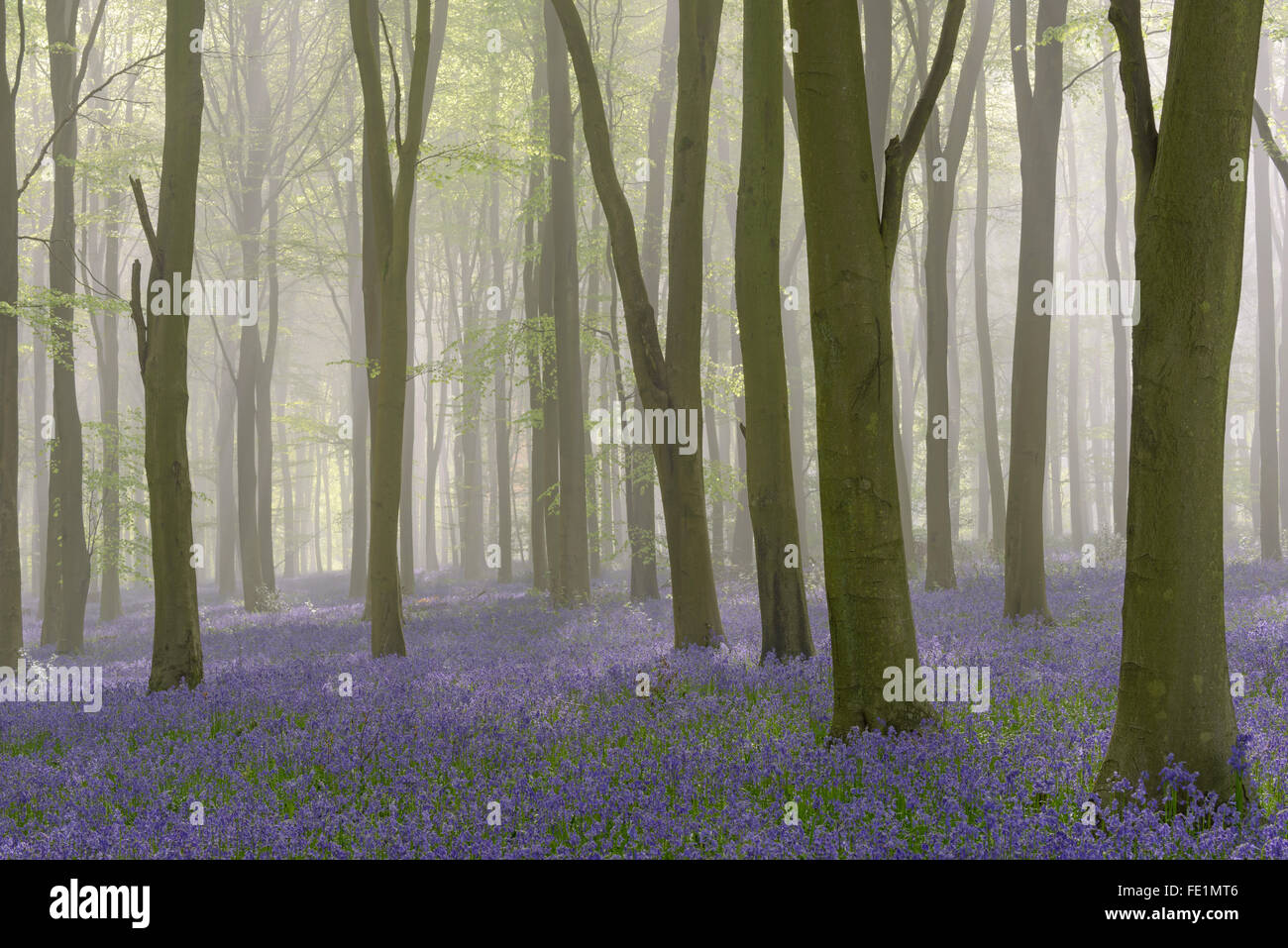 Woodland filled with bluebells on a misty spring morning near Micheldever in Hampshire. Stock Photo