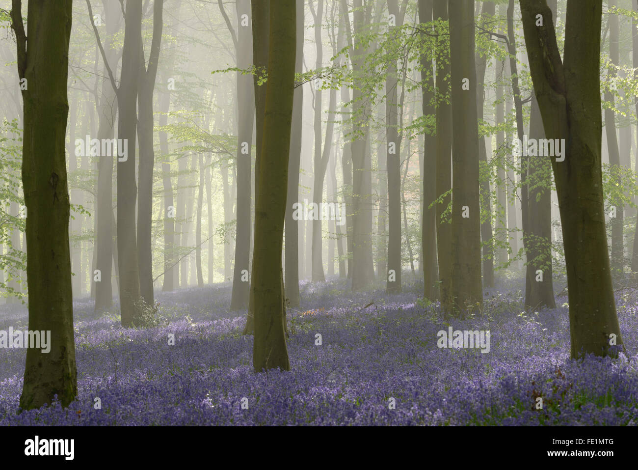 Woodland filled with bluebells on a misty spring morning near Micheldever in Hampshire. Stock Photo