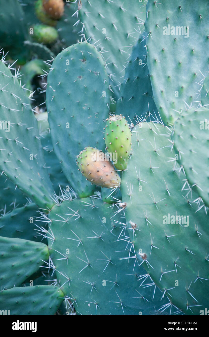 Plants of prickly pears in Calabria, Italy Stock Photo