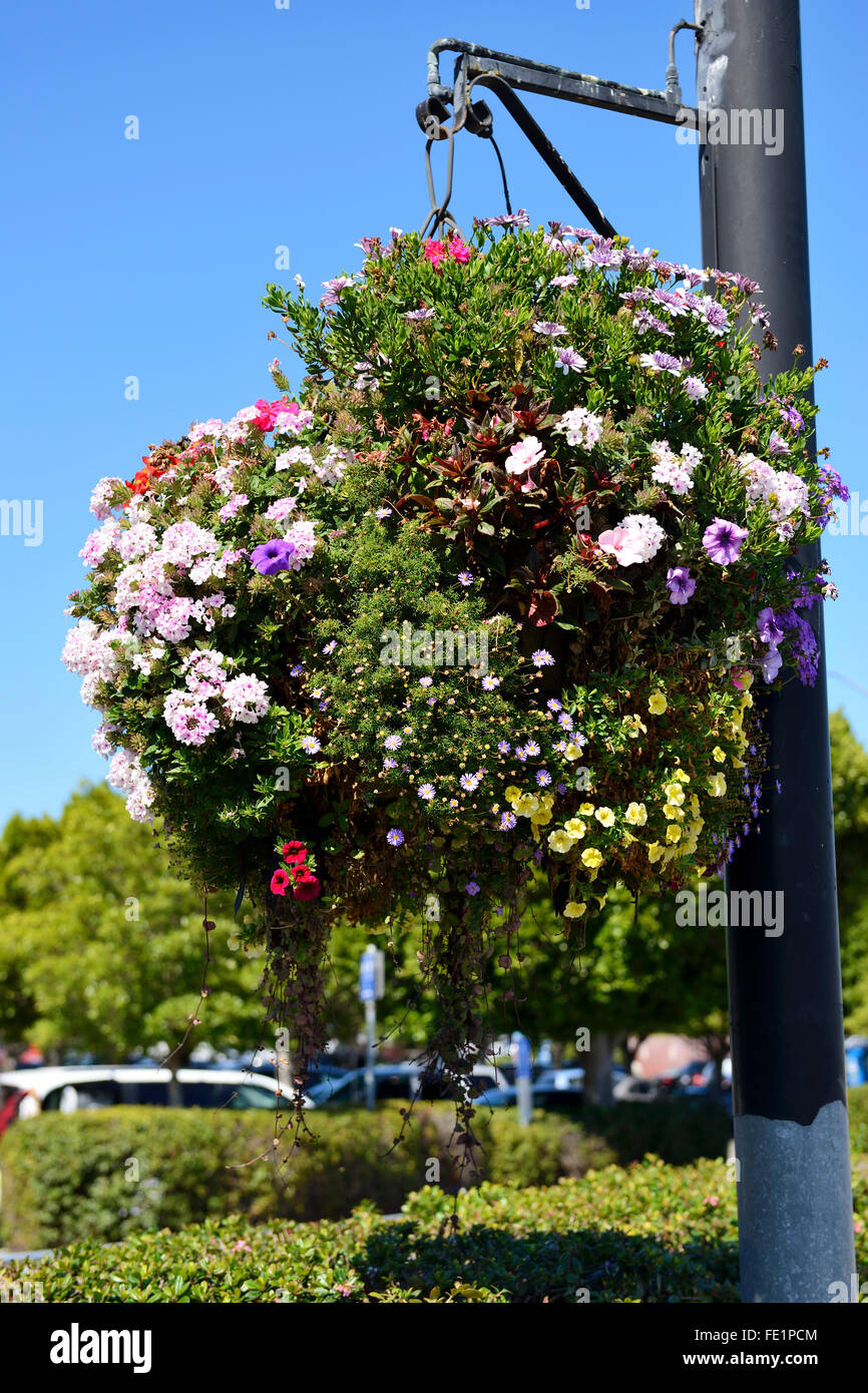 Hanging flower basket in plaza hi-res stock photography and images - Alamy