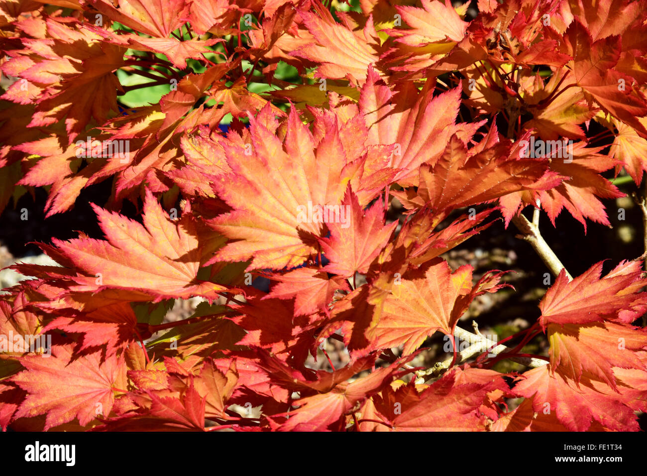 Beautiful acer leaves in hi-res stock photography and images - Alamy