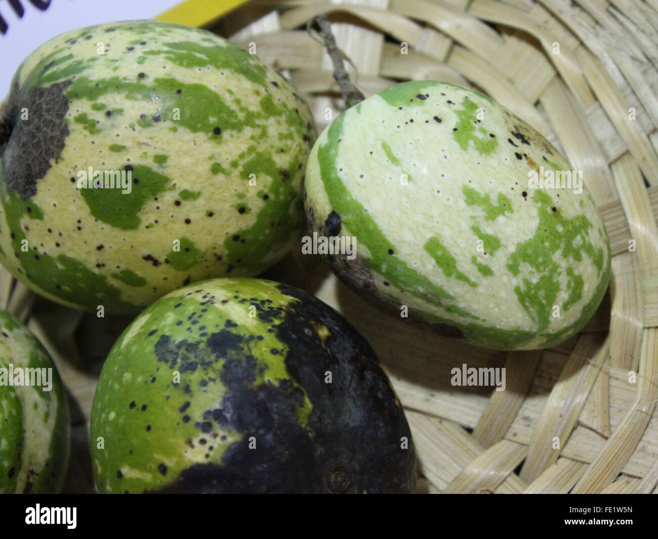 Mangifera indica, variegated mango, family Anacardiaceae, fruit