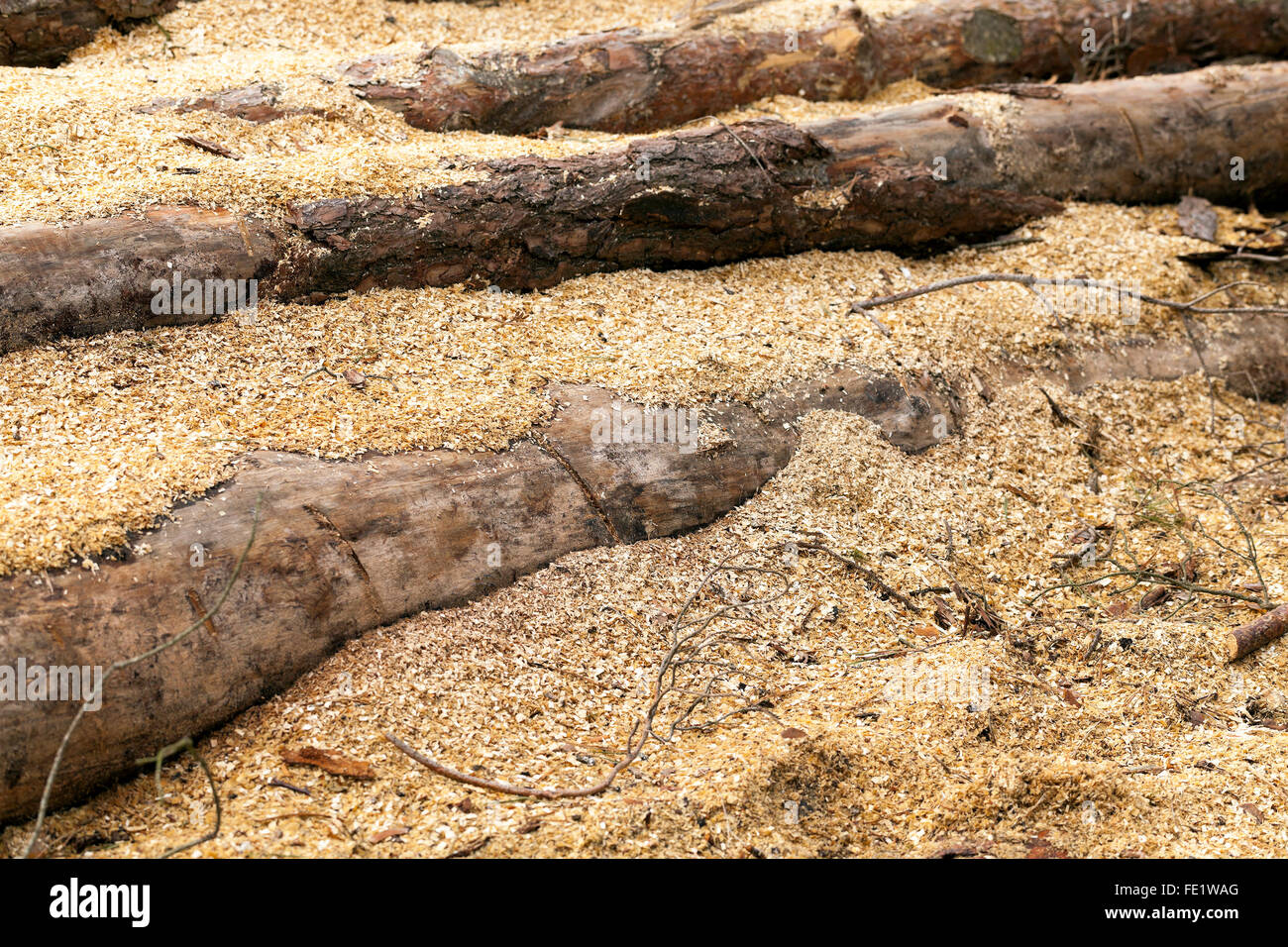 Are Wood Shavings Safe For Snakes at Mabel Doss blog