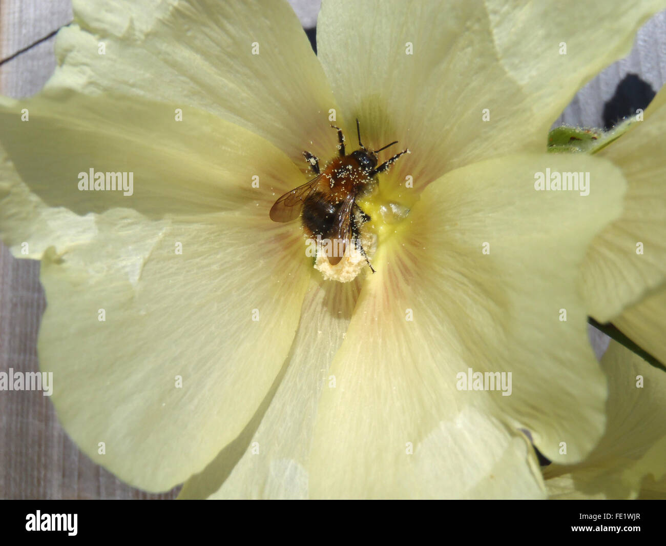 Mining bee (Andrena sp.) with pollen grains on a pale yellow hollyhock (Alcea rosa) Stock Photo