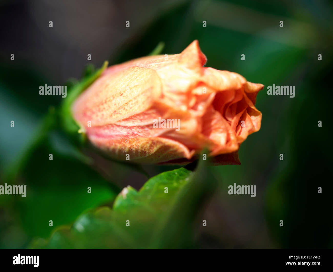 Closed flower hires stock photography and images Alamy