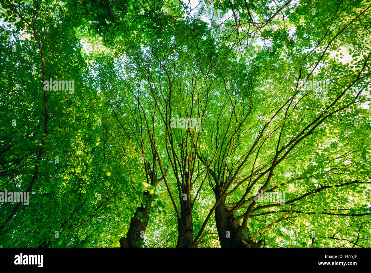 Natural Green Canopy Of Tall Trees. Sunlight through Deciduous Forest