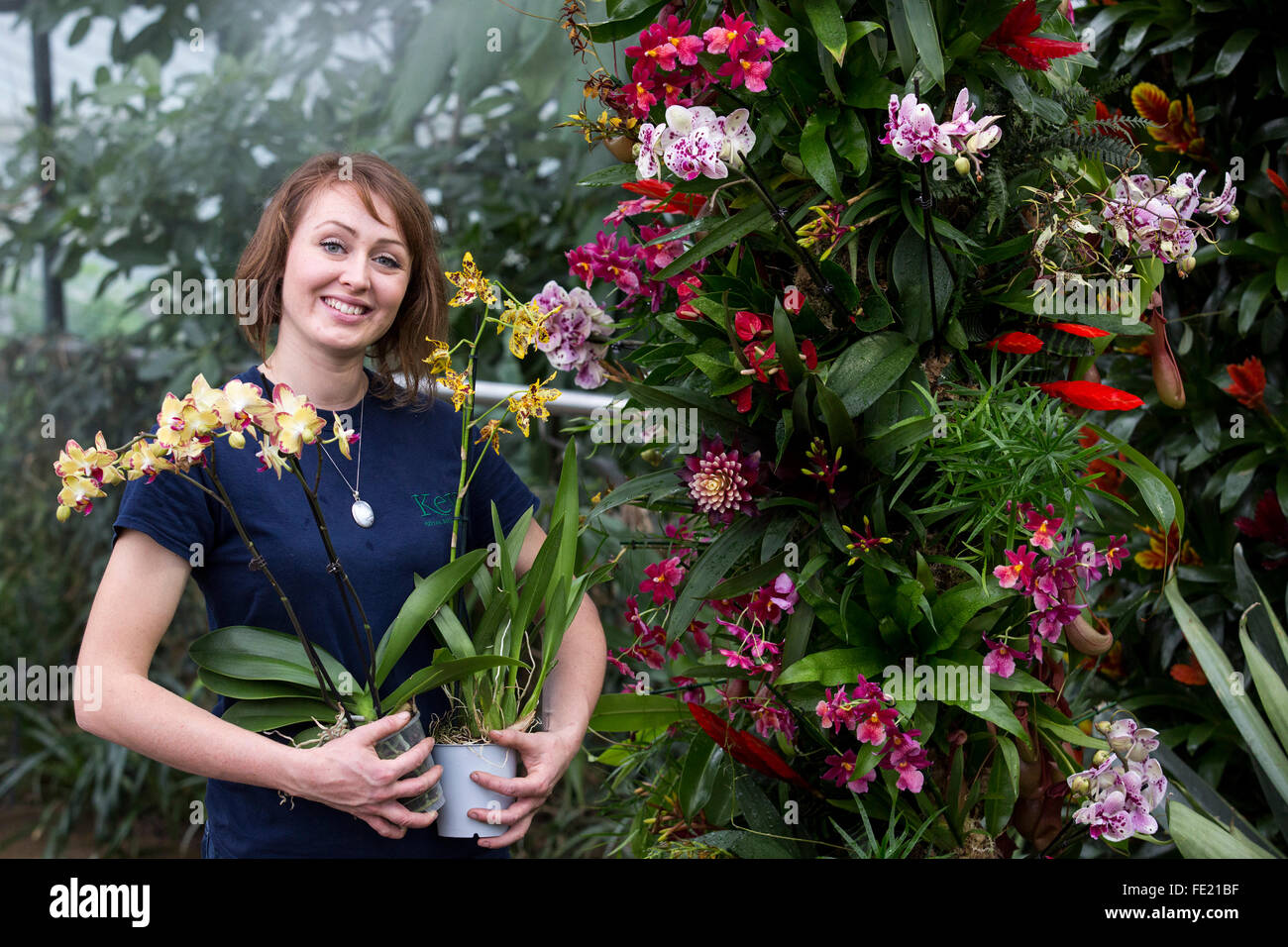 London, UK. 4 February 2016. Horticulturist Hannah Button poses with plants at the annual Orchid Festival in the Princess of Wales Conservatory at Kew Gardens. In 2016 Kew celebrates with a spectacular carnival of dazzling Brazilian colours and showcases thousands of Orchids, Bromeliads and other tropical plants. Open from 6 February to 6 March 2016. Credit:  Vibrant Pictures/Alamy Live News Stock Photo
